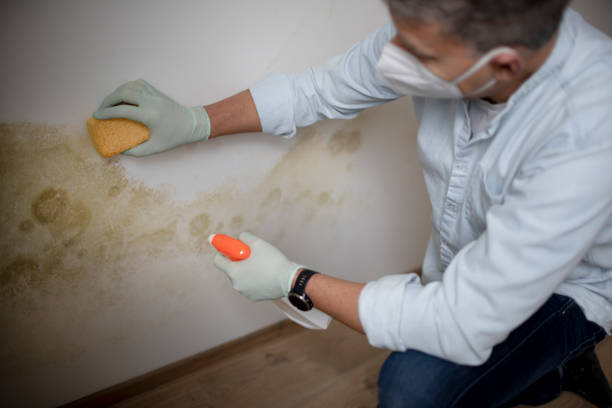 Best Kitchen Mold Remediation in Grandview Heights, OH