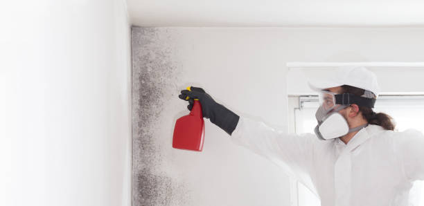 Best DIY Mold Remediation Support Services in Grandview Heights, OH