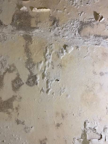 Best Crawl Space Mold Remediation in Grandview Heights, OH