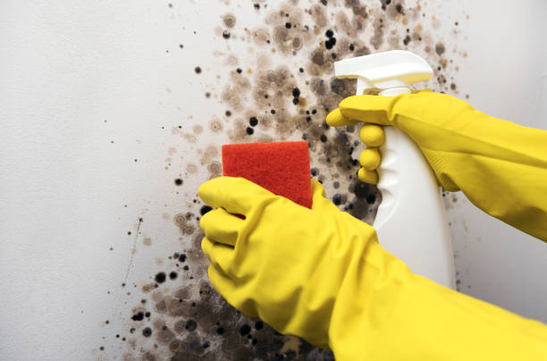 Best Emergency Mold Remediation in Grandview Heights, OH