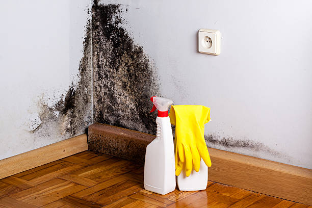 Best Commercial Mold Remediation in Grandview Heights, OH