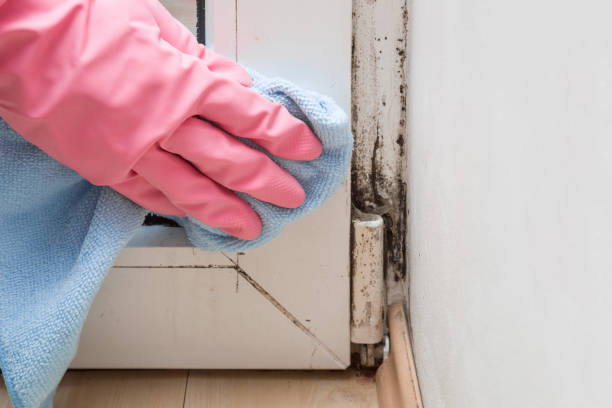 Best Mold Testing and Inspection Services in Grandview Heights, OH